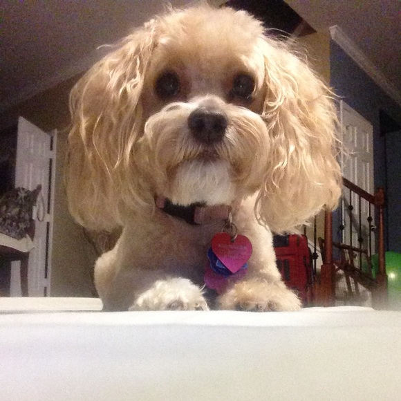 Meet your Posher, Adrienne - Picture 3 of 3